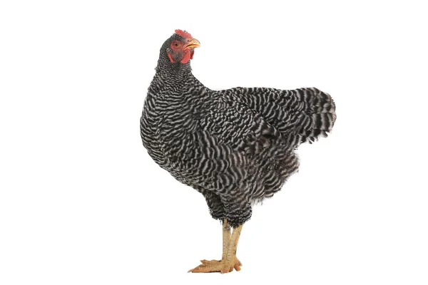 Серая курица — стоковое фото