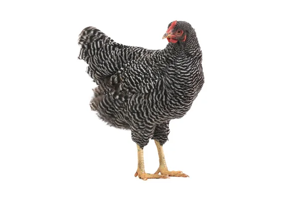 Grey hen — Stock Photo, Image