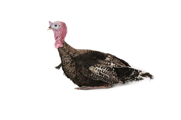 Turkey — Stock Photo, Image