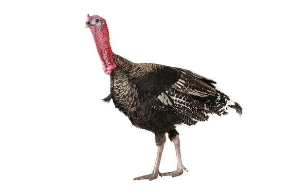 Turkey — Stock Photo, Image