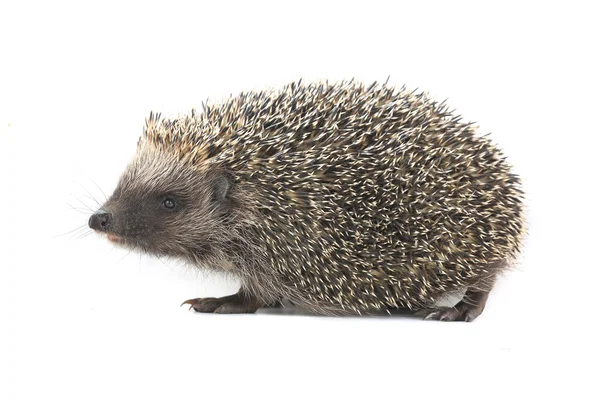 Hedgehog — Stock Photo, Image