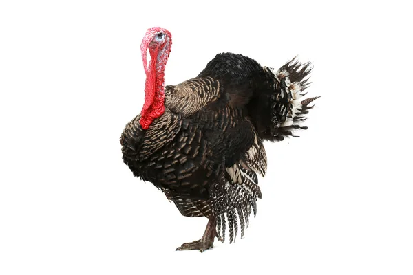 Turkey — Stock Photo, Image