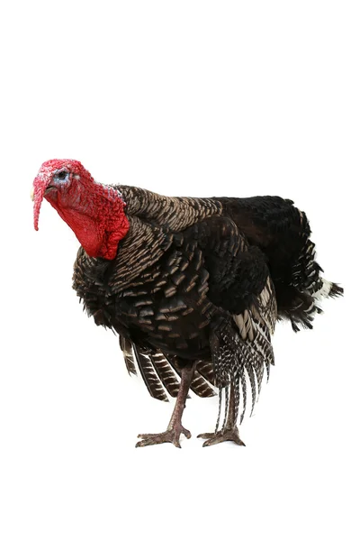 Turkey — Stock Photo, Image