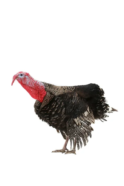 Turkey — Stock Photo, Image