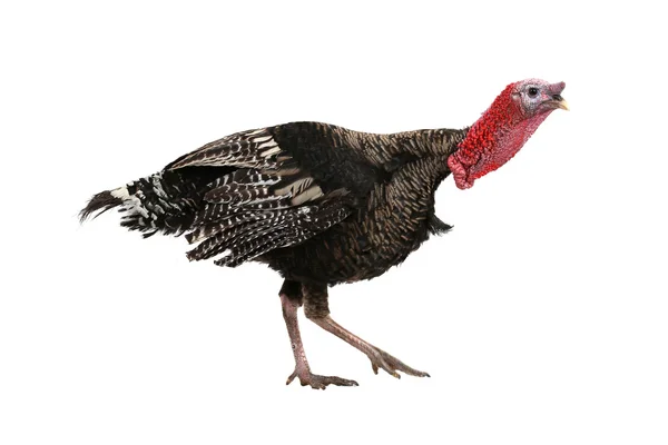 Turkey — Stock Photo, Image