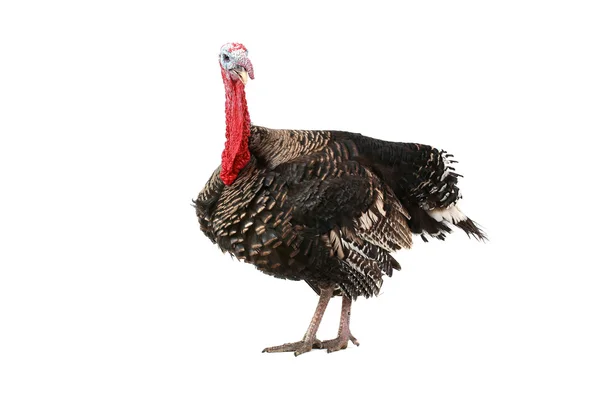 Turkey — Stock Photo, Image