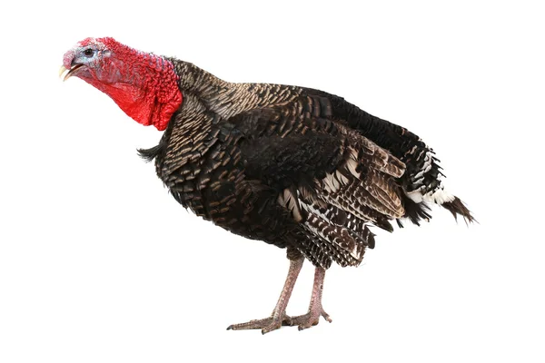 Turkey — Stock Photo, Image