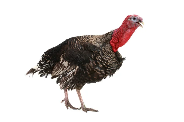 Turkey — Stock Photo, Image