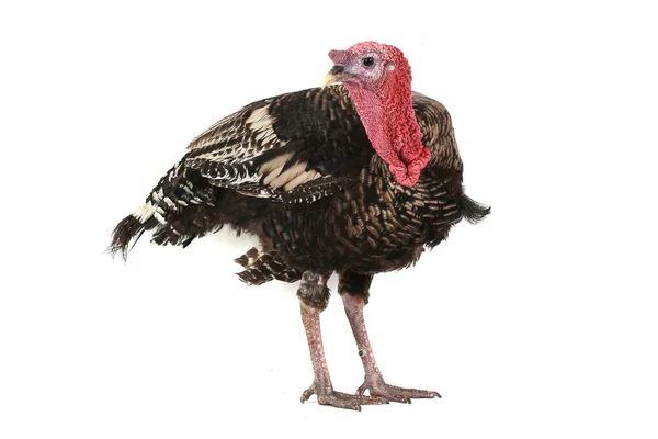 Turkey — Stock Photo, Image