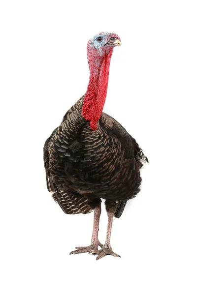 Turkey — Stock Photo, Image