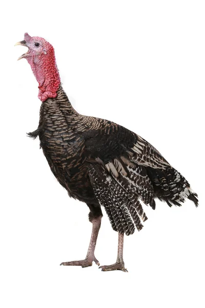 Turkey — Stock Photo, Image