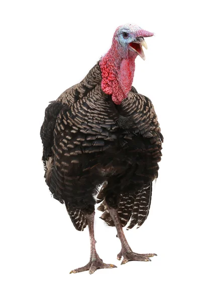 Turkey — Stock Photo, Image