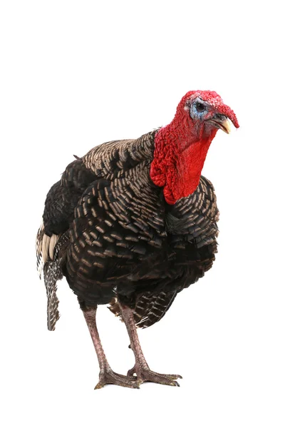 Turkey — Stock Photo, Image