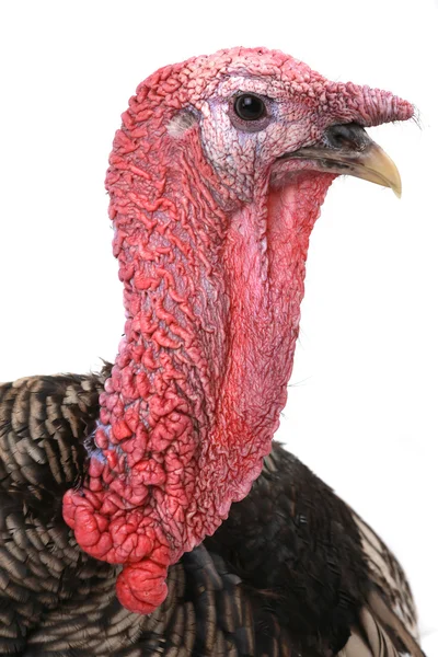 Turkey — Stock Photo, Image