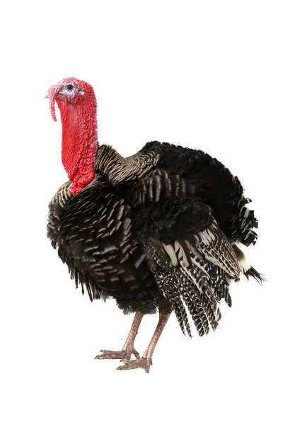 Turkey — Stock Photo, Image