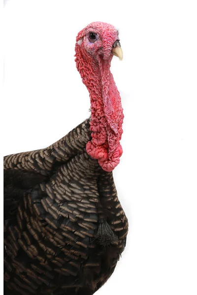 Turkey — Stock Photo, Image