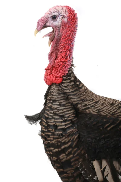 Turkey — Stock Photo, Image