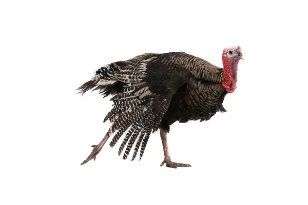 Turkey — Stock Photo, Image