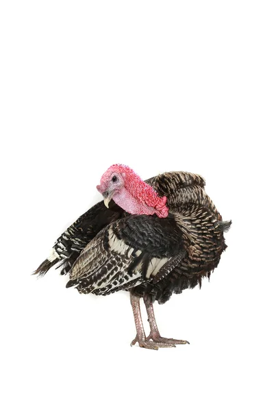 Turkey — Stock Photo, Image