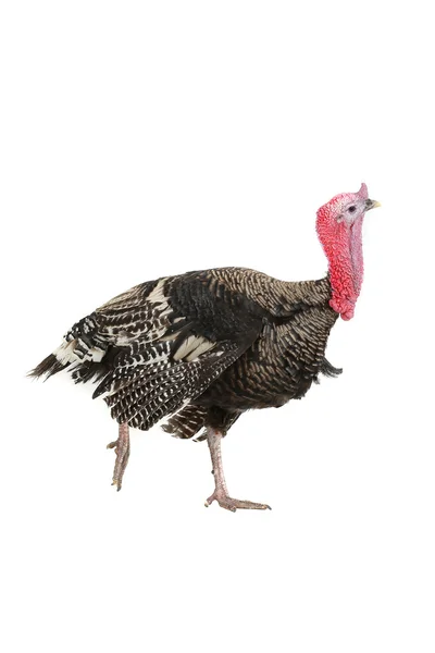 Turkey — Stock Photo, Image