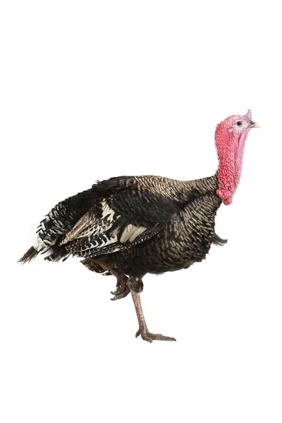 Turkey — Stock Photo, Image