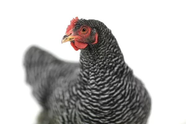 Grey hen — Stock Photo, Image