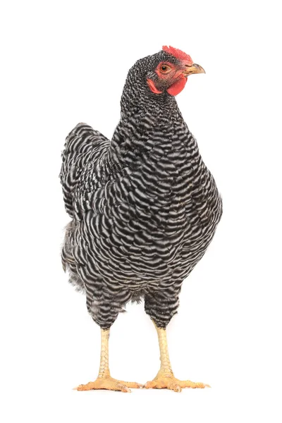 Grey hen — Stock Photo, Image