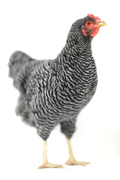 灰色的母鸡 — 图库照片