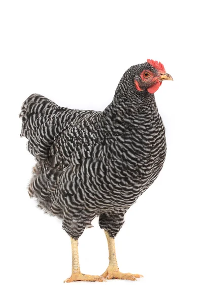 Grey hen — Stock Photo, Image