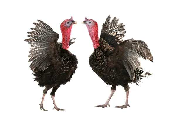 Turkey — Stock Photo, Image