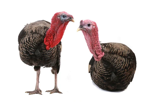 Turkey — Stock Photo, Image