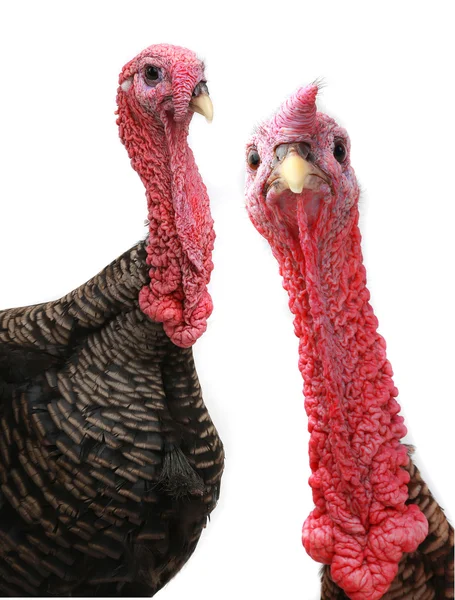 Turkey — Stock Photo, Image