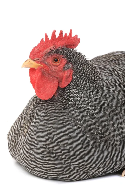 Rooster — Stock Photo, Image