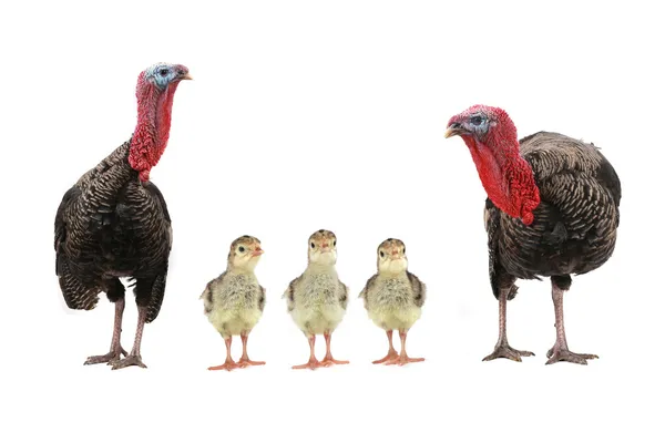 Turkey — Stock Photo, Image