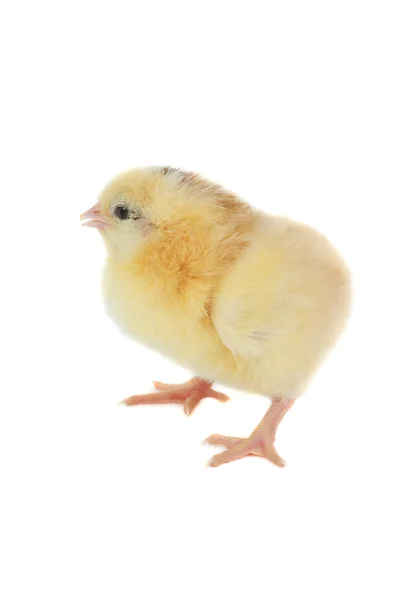 Κίτρινο κοτόπουλο — Φωτογραφία Αρχείου