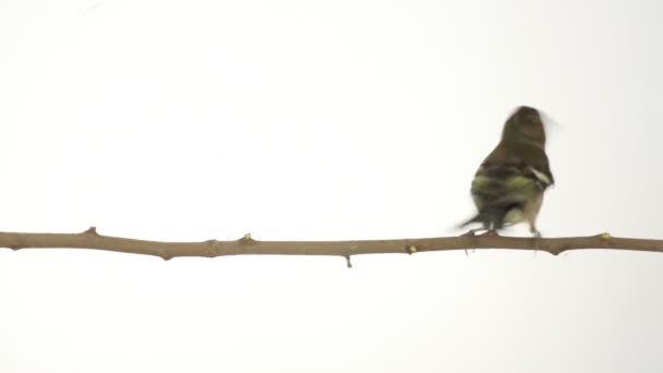 Pequeño gorrión en una rama — Vídeo de stock