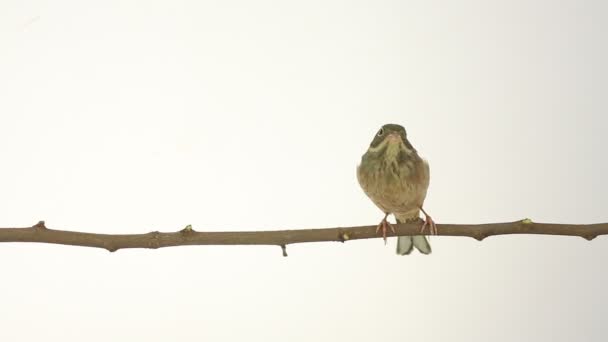 Weinig sparrow op een tak — Stockvideo