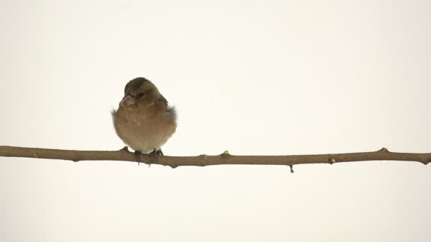 Weinig sparrow op een tak — Stockvideo