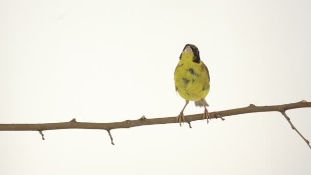 Beautiful yellow-bellied bird on a branch — Stock Video