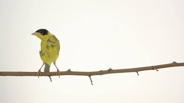 Beautiful yellow-bellied bird on a branch — Stock Video