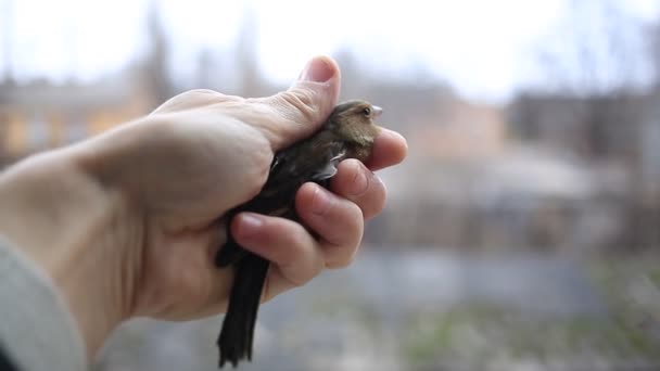 Hand som håller lite fågel — Stockvideo