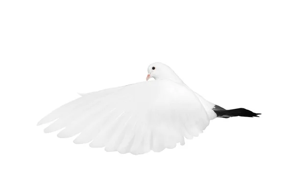 Dove — Stock Photo, Image