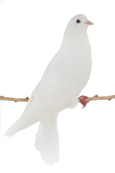 White dove — Stock Photo, Image