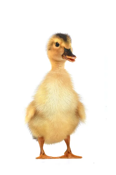 Duck — Stock Photo, Image