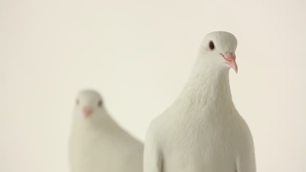 Білі голуби — стокове відео