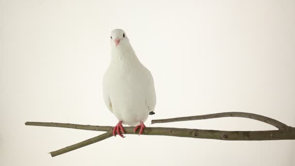흰색 비둘기 — 비디오