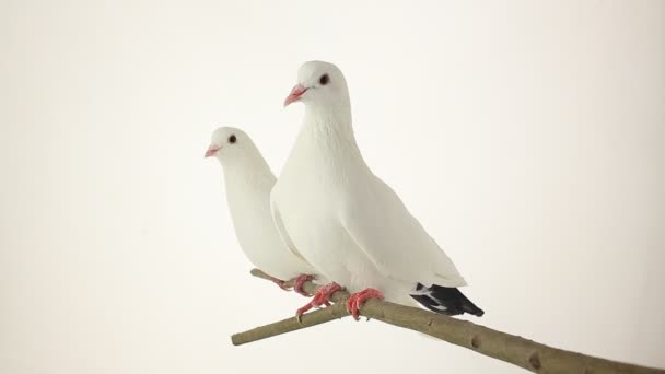 Weiße Tauben — Stockvideo