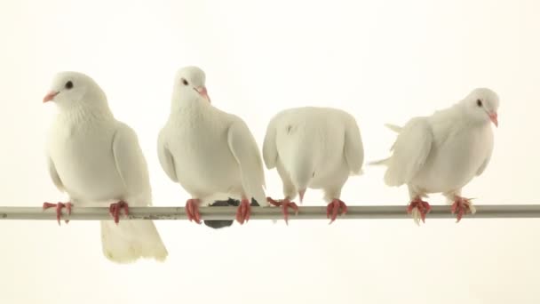 Palomas blancas — Vídeo de stock