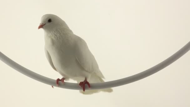 Biały gołąb — Wideo stockowe