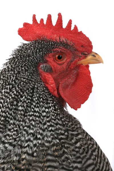 Portrait of rooster — Stock Photo, Image